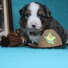 Boy 3 - Blue merle male Miniature American Shepherd puppy in Elgin, Oregon from LongMile Aussies