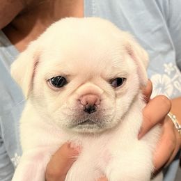 Huckleberry - Cream male Pug puppy in Black Mtn, North Carolina from Southern Pugs