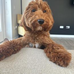 Chicago - Goldendoodle