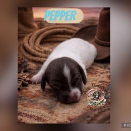Pepper - Piebald male Dachshund puppy in Hockley, Texas from Shans Down Home Doxies