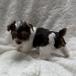 Diablo AKC - Chocolate, tan and white male Yorkshire Terrier puppy in Labelle, Florida from Chocolate and Parti Yorkies in Florida