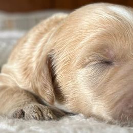 Goldendoodles from Family Goldendoodles