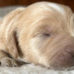 Goldendoodles from Family Goldendoodles