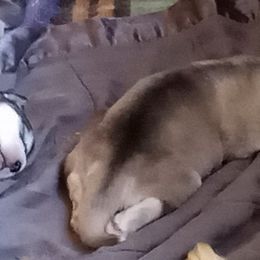 Alaskan Malamute Puppies from River Bend Malamutes