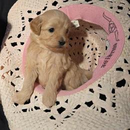 Miracle - Apricot female Maltipoo puppy in Sahuarita, Arizona from Cowgirl's Legacy Maltipoos