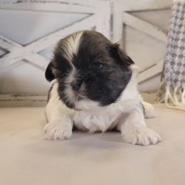 Sparky - Red and white male Shih Tzu puppy in Mattawan, Michigan from Country Blessed Shih Tzus