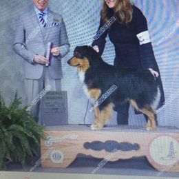 Australian Shepherd All Grown Up from Mad Ranch