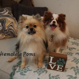 Pomeranian Puppies from Hemolele Poms