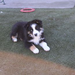 Chaos - Black tri-color male Australian Shepherd puppy in Sonoita, Arizona from Gardner Canyon Kennels