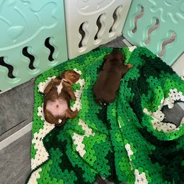 Dachshund Puppies from Regan's Divas