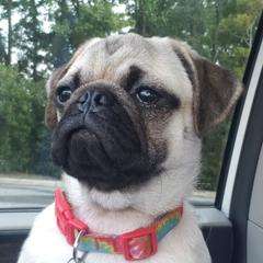 Daisy - Pug