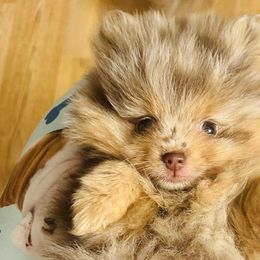 Pomeranians from Dusty Trail Pomeranians