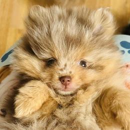 Pomeranians from Dusty Trail Pomeranians