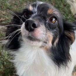 Australian Shepherds, Papillons, and Poodles from Our Little Knoll