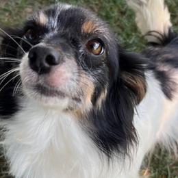 Australian Shepherds, Papillons, and Poodles from Our Little Knoll