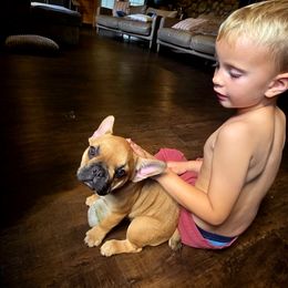 French Bulldog puppies from FarmHouse Frenchies