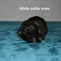 White collar male - Sable male German Shepherd puppy in Ann Arbor, Michigan from Von Der Havier German Shepherds