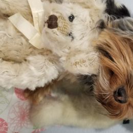 Yorkshire Terrier Puppies from Angela Coleman