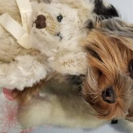 Yorkshire Terrier Puppies from Angela Coleman