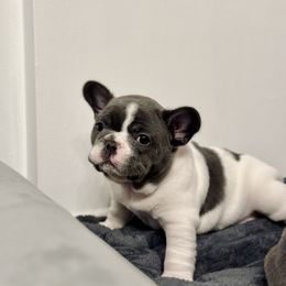 French Bulldog Puppies from Pardon My Frenchies