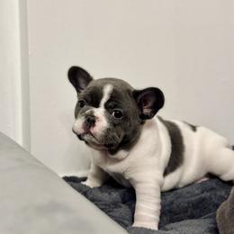 French Bulldog Puppies from Pardon My Frenchies