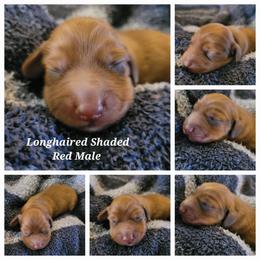 Dachshund puppies from Star-Key's Dachshunds