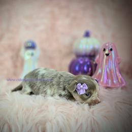 Monet - Merle female Chihuahua puppy in Piqua, Kansas from Cute As A Cupcake Chihuahuas