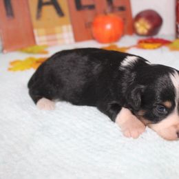 Cash - Black tri-color male Aussiedoodle puppy in Tuscola, Illinois from Dream on puppies