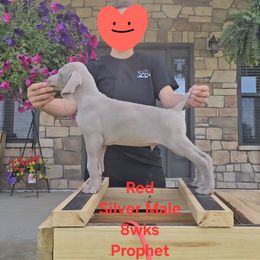 Boy 1 - Silver gray male Weimaraner puppy in Indiana from So-IN Weimaraner's
