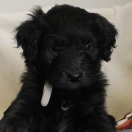 Aussiedoodles from NC Aussiedoodles