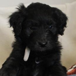 Aussiedoodles from NC Aussiedoodles