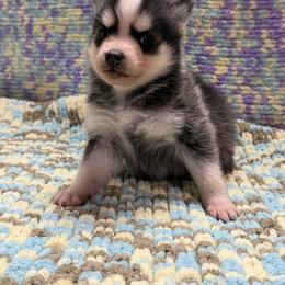 Glenda - Tri-color female Pomsky puppy in Aberdeen, Idaho from Willow Creek Cresteds