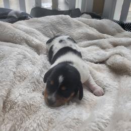 Cupid - Piebald male Dachshund puppy in Geneva, Florida from TGIF Doxies