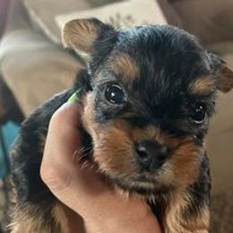 Yorkshire Terriers from Tabatha Ray's Yorkshire Terriers