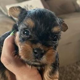 Yorkshire Terriers from Tabatha Ray's Yorkshire Terriers