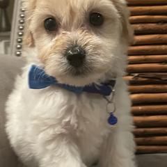 Double Doodle Puppies from Pup of Morgan_ Bichonpoo