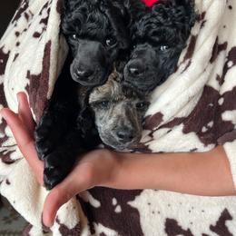 Poodle puppies from Solid Oak Ranch