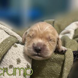 Scrump - Golden female Golden Retriever puppy in Florida from Golden Meadow