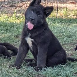 Akita Puppies from Akita Kai Magic