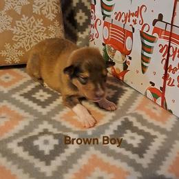 Brown Boy - Sable male Collie puppy in Kalispell, Montana from C4 Collies