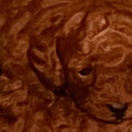 Poodles from LaWanda's Poodles