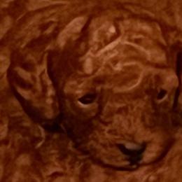 Poodles from LaWanda's Poodles