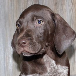 Bailey 1 - Liver roan German Shorthaired Pointer puppy in Rock Valley, Iowa from Pointers of the Valley