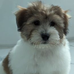 Cotons de Tulear from Sweet and Fun Cotons