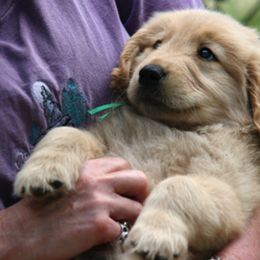 Golden Retriever Puppies from Gowergoldens