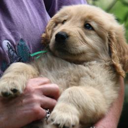 Golden Retriever Puppies from Gowergoldens
