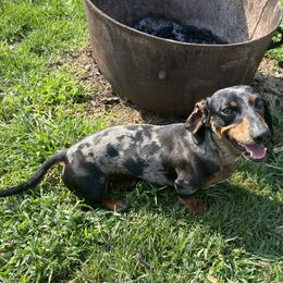 Chevy - Dachshund