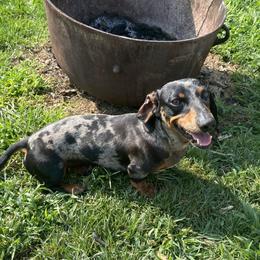 Chevy - Dachshund