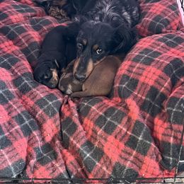 Chewy - Black and tan Dachshund puppy in Garfiled, Arkansas from Iron Bear Livestock & Dachshunds