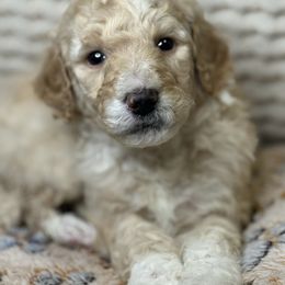 Waffle - Cream male Assorted Doodle Crosses puppy in Jackson, Georgia from LaiCi Doodles